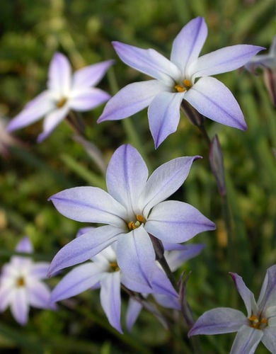 Ipheion uniflorum — photo