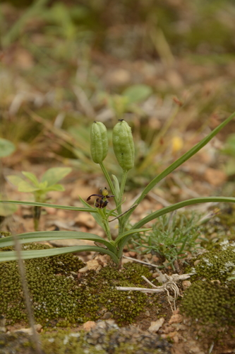 Iphigenia indica (Dhikoli) — photo