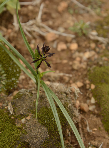Iphigenia indica