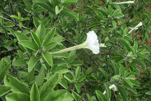 Ipomoea adenioides