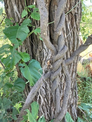 Ipomoea albivenia (Wooden rose creeper) — photo
