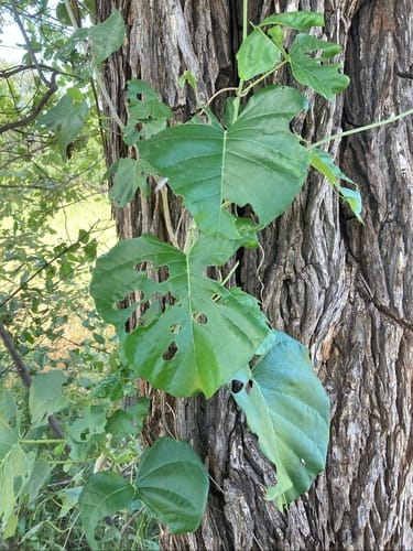 Ipomoea albivenia (Wooden rose creeper) — photo