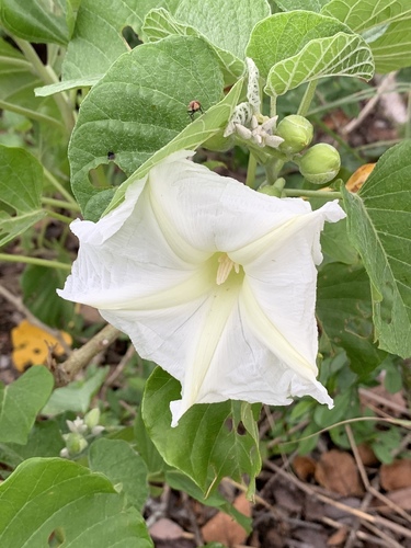 Ipomoea albivenia