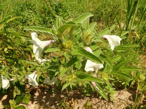 Ipomoea argentaurata — photo