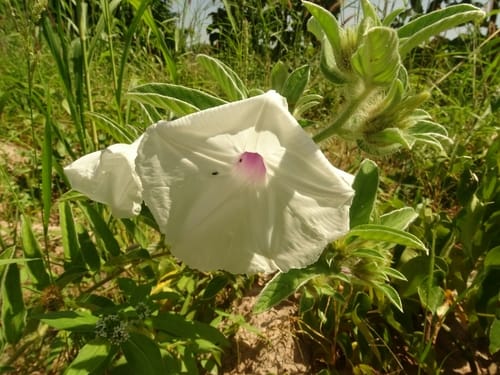 Ipomoea argentaurata — photo