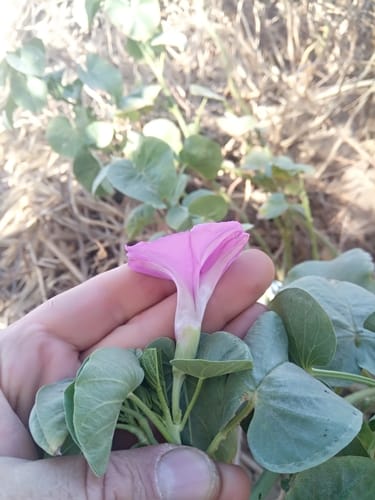 Ipomoea asarifolia (Ginger-leaf morning glory) — photo