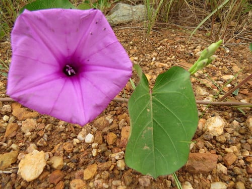 Ipomoea asarifolia