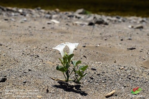 Ipomoea asarifolia (Ginger-leaf morning glory) — photo