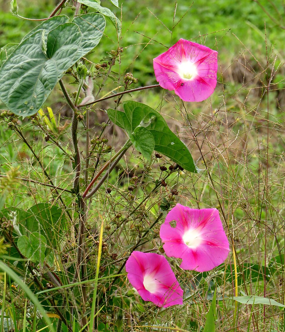 Ipomoea batatilla — photo