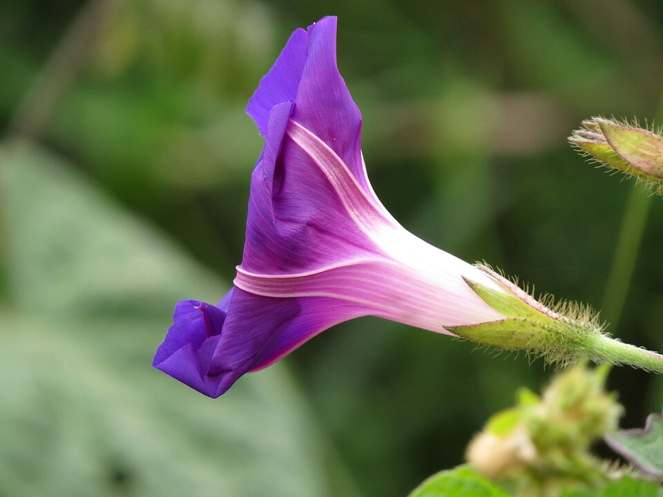 Ipomoea batatilla