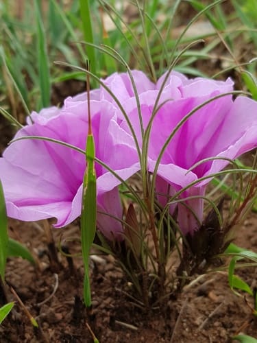 Ipomoea bolusiana (Narrow-leaved pink ipomoea) — photo