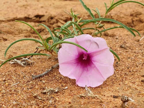 Ipomoea bolusiana