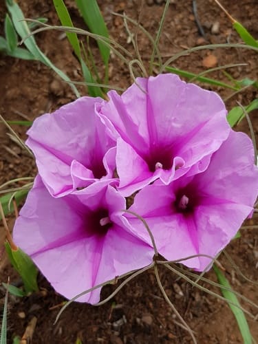 Ipomoea bolusiana (Narrow-leaved pink ipomoea) — photo