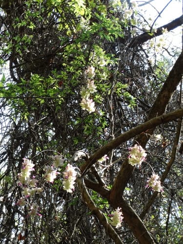 Ipomoea bracteata (Wild Jicama) — photo