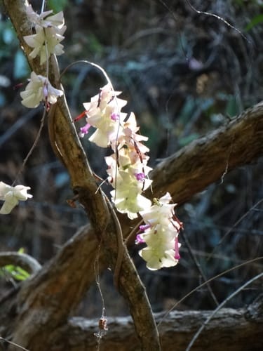 Ipomoea bracteata (Wild Jicama) — photo