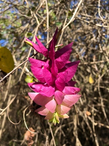 Ipomoea bracteata