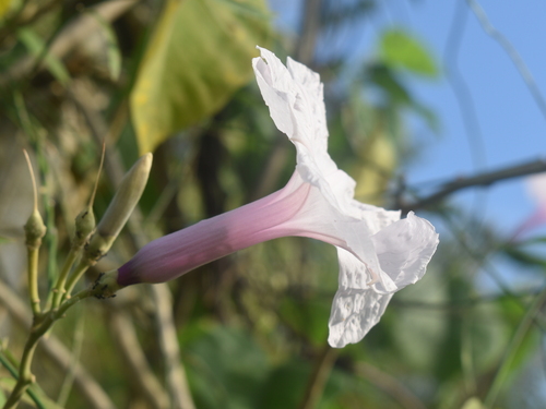 Ipomoea carnea — photo