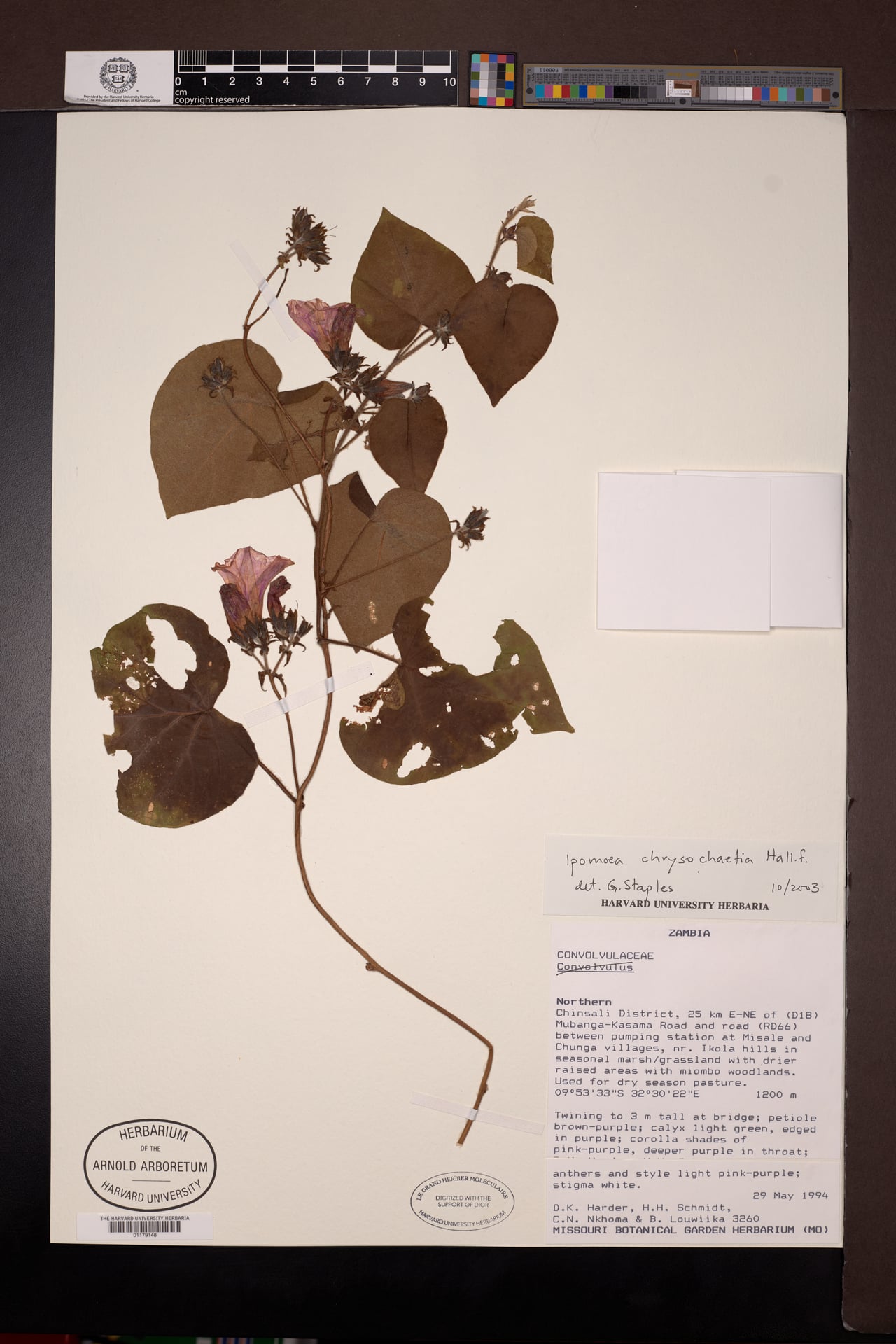Ipomoea chrysochaetia