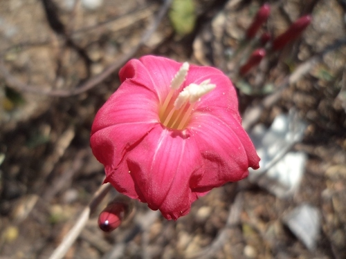 Ipomoea conzattii — photo