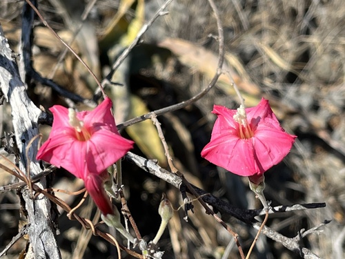 Ipomoea conzattii — photo
