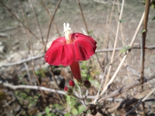 Ipomoea conzattii