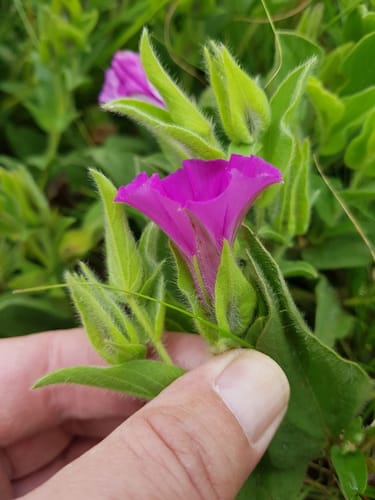 Ipomoea crassipes (Leafy-flowered ipomoea) — photo
