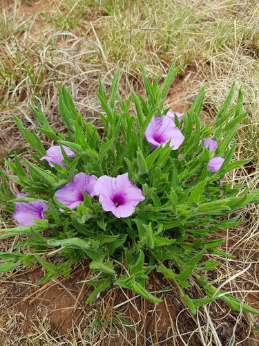 Ipomoea crassipes