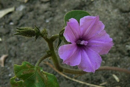 Ipomoea dichroa — photo