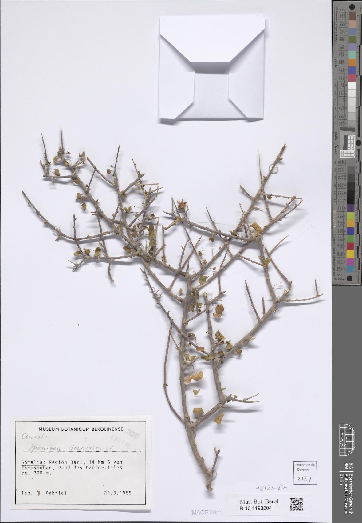 Ipomoea donaldsonii — photo
