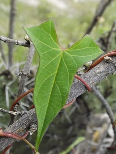 Ipomoea dumetorum — photo