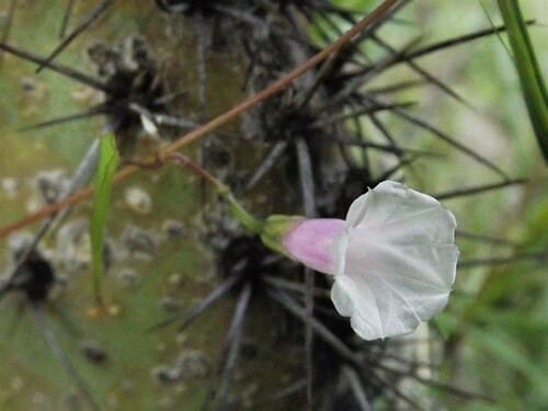 Ipomoea dumetorum — photo