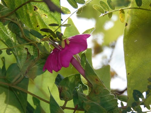 Ipomoea dumosa — photo