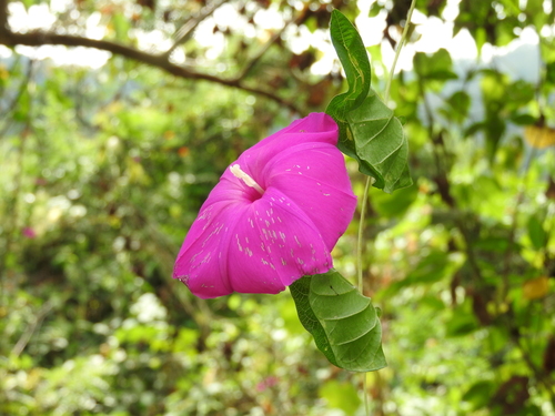 Ipomoea dumosa
