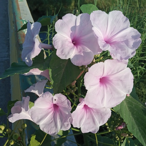 Ipomoea fistulosa — photo