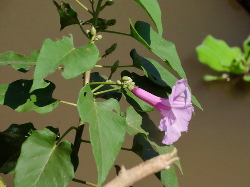 Ipomoea fistulosa — photo