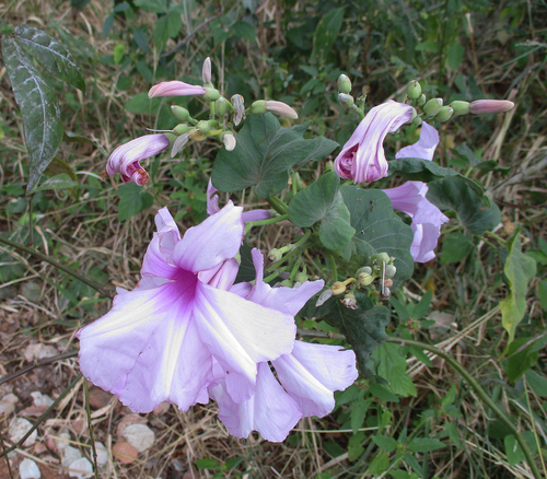 Ipomoea fistulosa