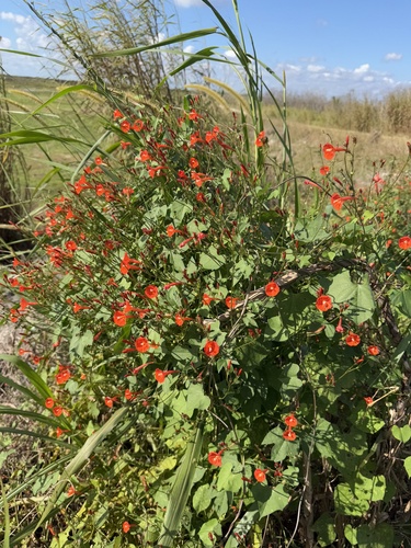Ipomoea hederifolia — photo