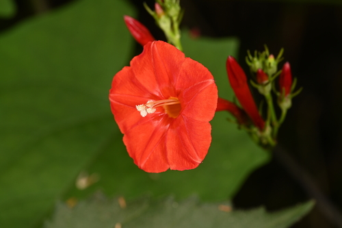 Ipomoea hederifolia — photo
