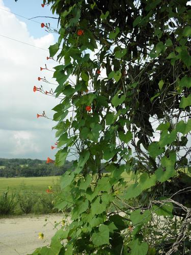 Ipomoea hederifolia