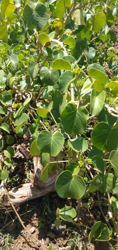 Ipomoea hildebrandtii — photo