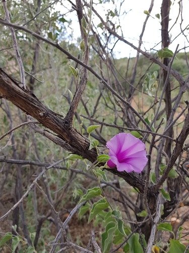 Ipomoea holubii — photo