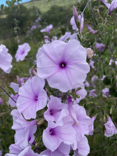 Ipomoea holubii — photo
