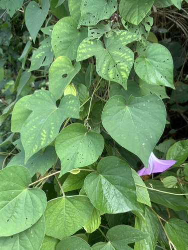 Ipomoea indica — photo