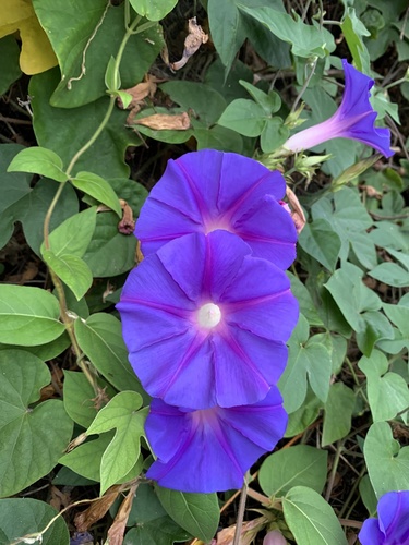 Ipomoea indica — photo
