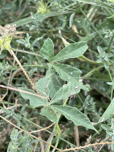 Ipomoea magnusiana var. eenii — photo