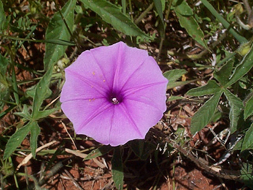 Ipomoea magnusiana var. eenii