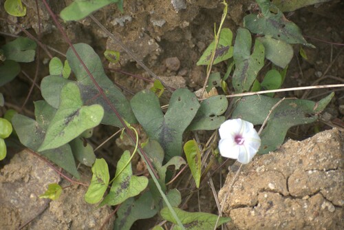 Ipomoea maxima — photo