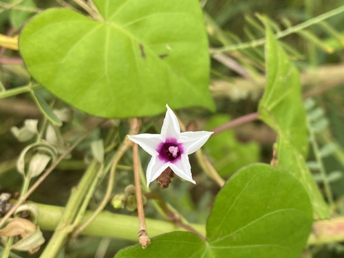 Ipomoea maxima — photo