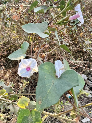 Ipomoea maxima