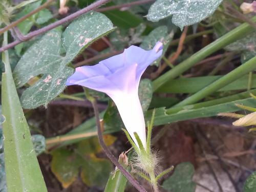 Ipomoea nil (Ivy morning glory) — photo
